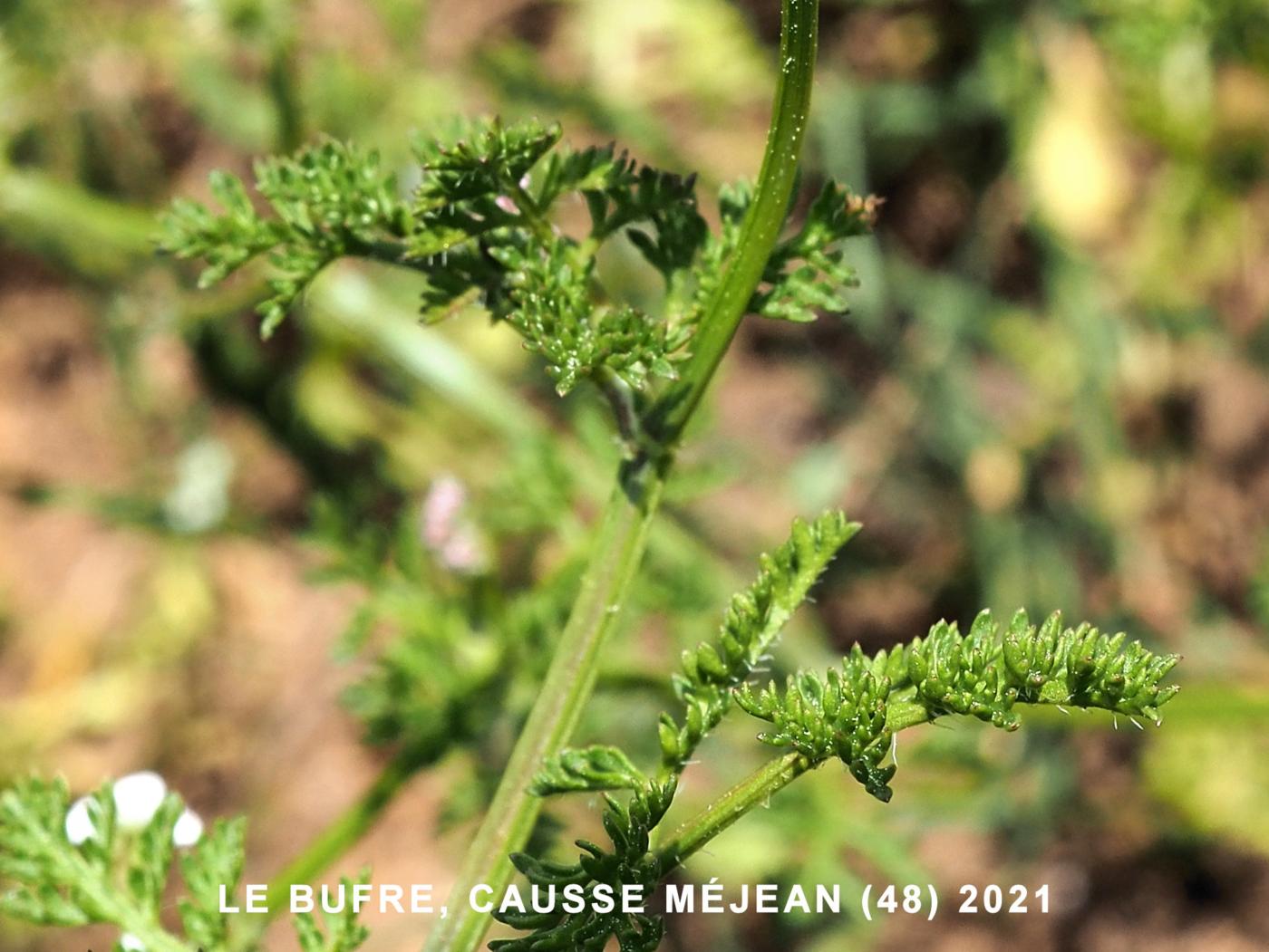 Burr Parsley, Carrot  leaf